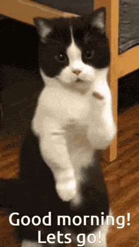 Good Morning Lets Goo GIF