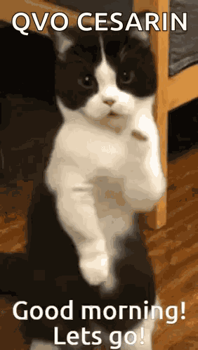 Good Morning Lets Goo GIF