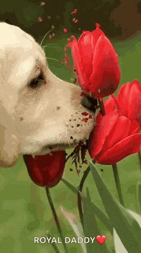 Good Morning Love Gif GIF