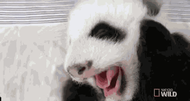Good Morning Panda Good Morning GIF