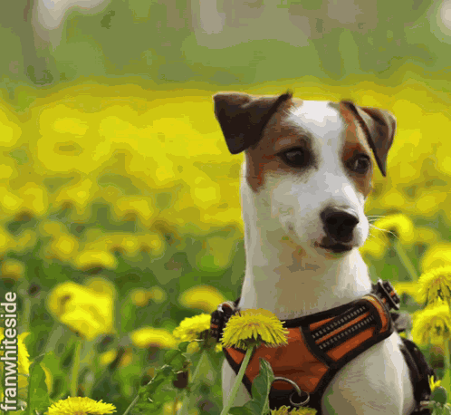 Good Morning Puppy And Yellow Flowers GIF