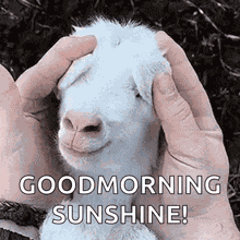 Good Morning GIF