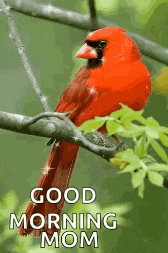 Good Morning Red Bird GIF