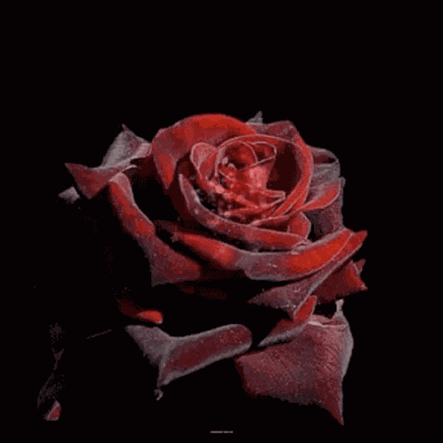 Good Morning Rose GIF
