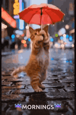 Good Morning GIF
