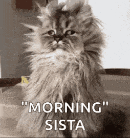 Good Morning GIF
