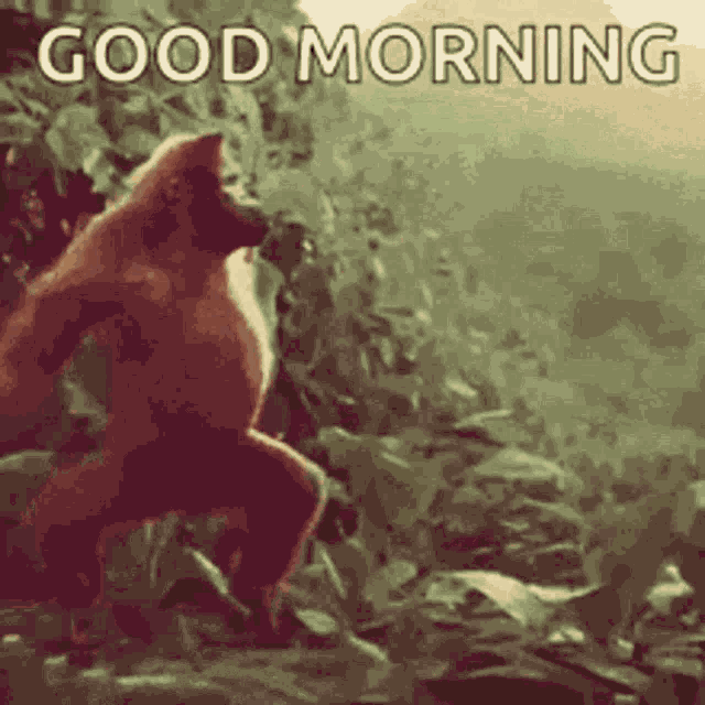 Good Morning Xxx GIF
