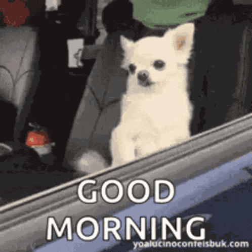 Good Morning GIF