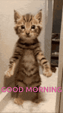 Good Morning GIF