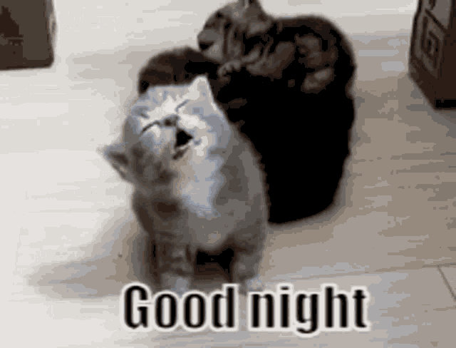 Good Night Cat Gif GIF