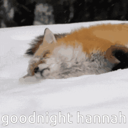 Good Night Fox GIF