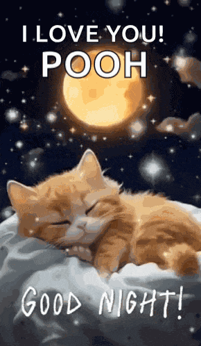 Good Night Images New 2023 Cute Cat GIF