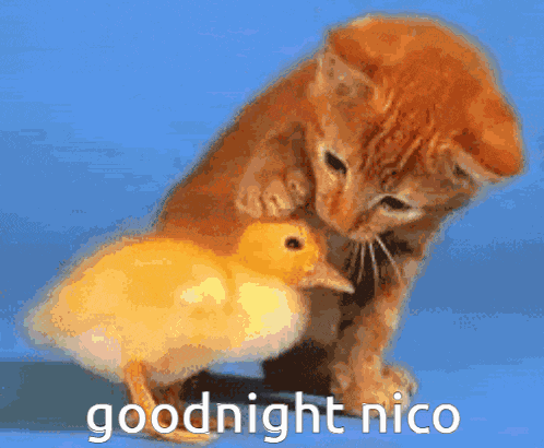 Good Night Kitty GIF
