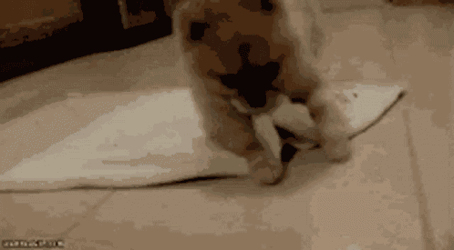 Good Night Roll GIF