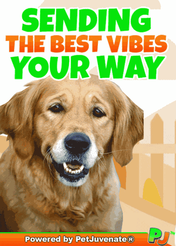 Good Vibes Only To You Fun Dog Cute Gif A Omg Love Love Fur Baby Dog My Baby Talk Dog Mom GIF