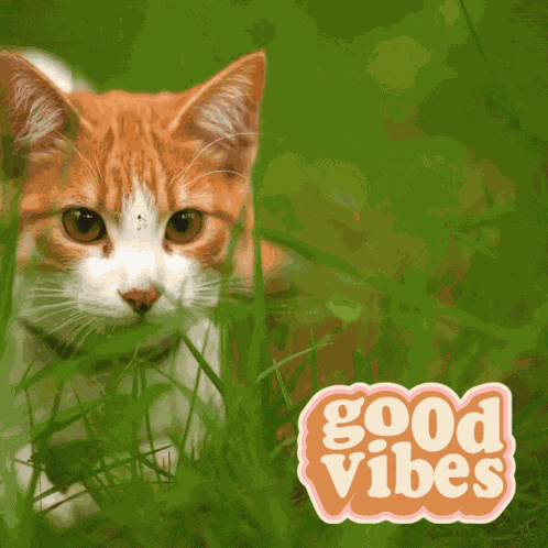 Good Vibes Sending Good Vibes GIF