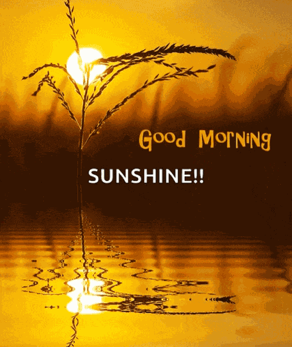 Goodmorning Sunrise GIF