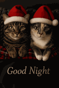 Goodnight Christmas Cats Mo Goodnight Cats Xmas GIF