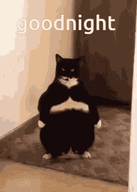 Goodnight Fat Cat GIF