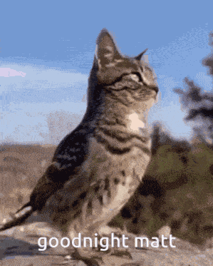 Goodnight Goodnight Matt GIF