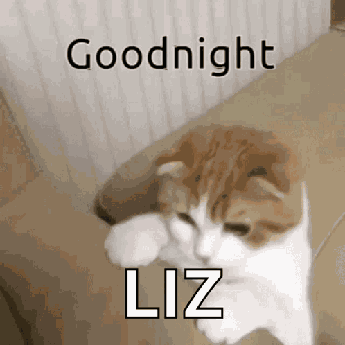 Goodnight Kitty GIF