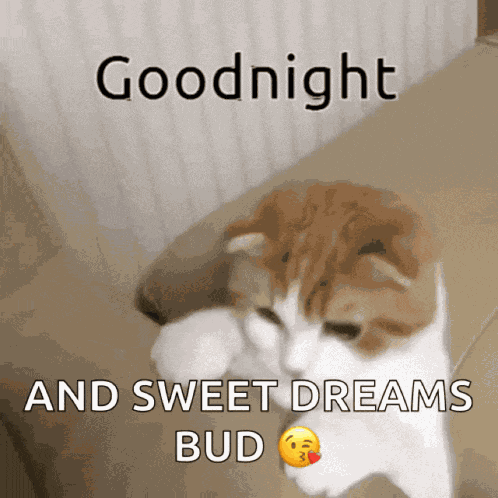 Goodnight Kitty GIF