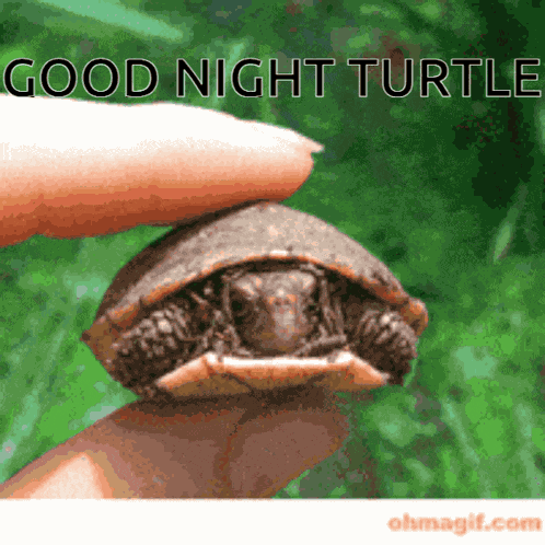 Goodnightturtle GIF