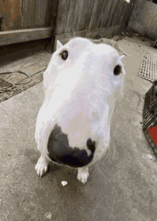 Goofy Ahh Dog Spinning Funny GIF