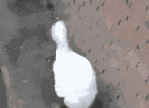 Goose Waddle GIF