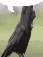 Gorilla Bird Sticker