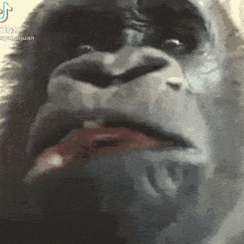 Gorilla Bruh GIF