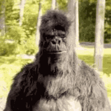 Gorilla Monkey Reaction Funny Rob Gorilla1 GIF