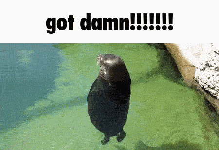 Got Damn Seal GIF