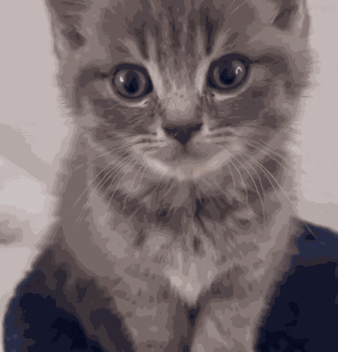 Gray Cat Grey Cat GIF