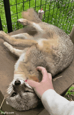 Gray Fox Pets GIF