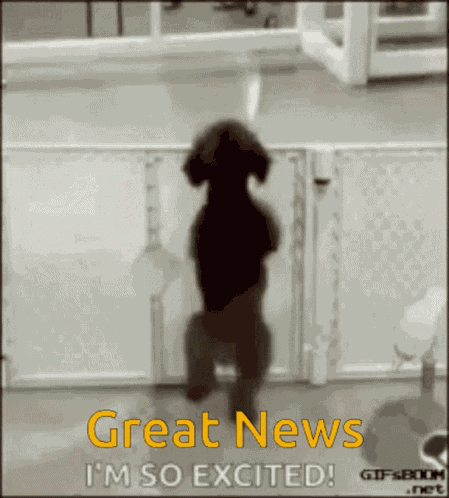 Great News Im So Excited GIF