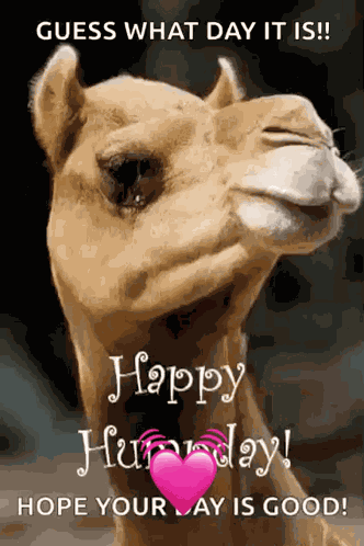 Greeting Happy Humpday GIF