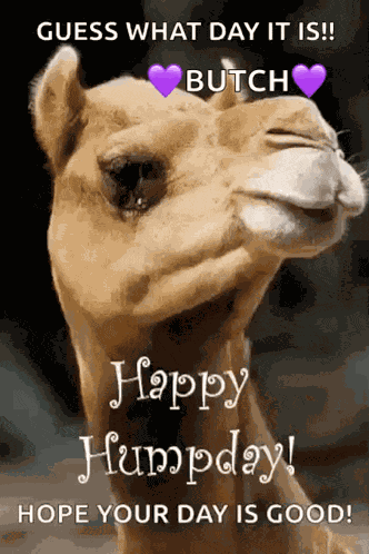 Greeting Happy Humpday GIF