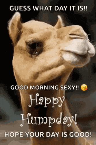 Greeting Happy Humpday GIF