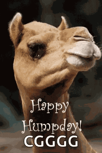 Greeting Happyhumpday GIF