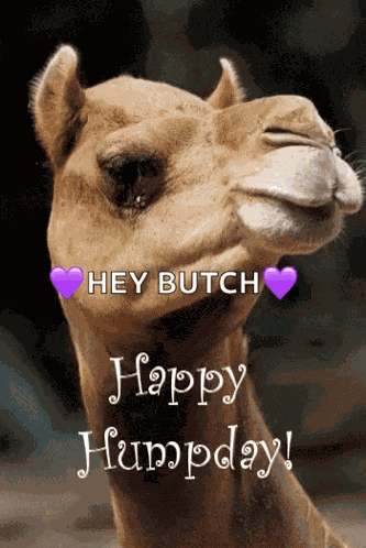 Greeting Happyhumpday GIF