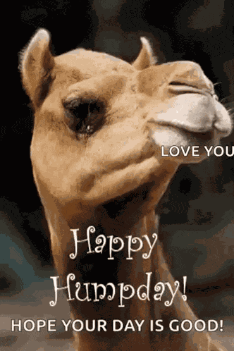 Greeting Happyhumpday GIF