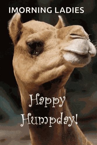 Greeting Happyhumpday GIF