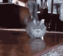 Grey Cat Running Towards Camera GIF