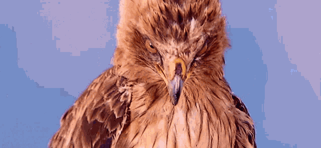 Gudumba Shankar Ustaad GIF