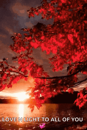 Gulmohar Sunshine GIF
