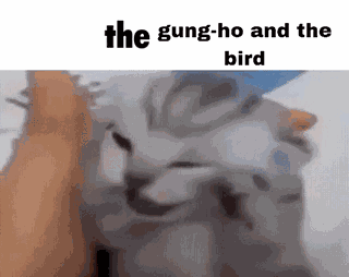 Gung Ho Gung-ho And The Bird GIF
