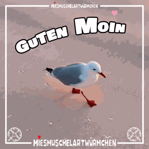 Guten Moin Moin Moin GIF