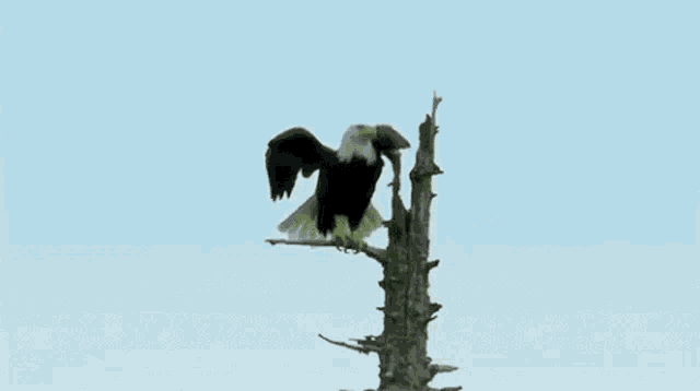Gypas Eagle GIF