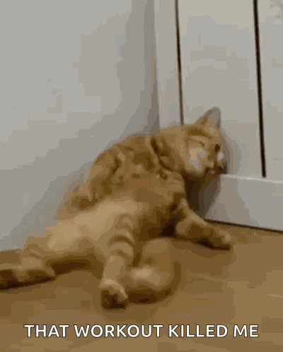 H2di Cat Dead GIF